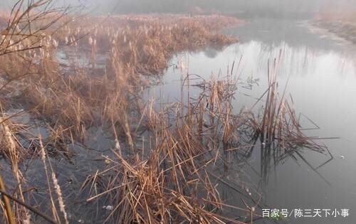 野草丛生的野地怎么打窝？详细的窝法，让你以后钓鱼不求人！